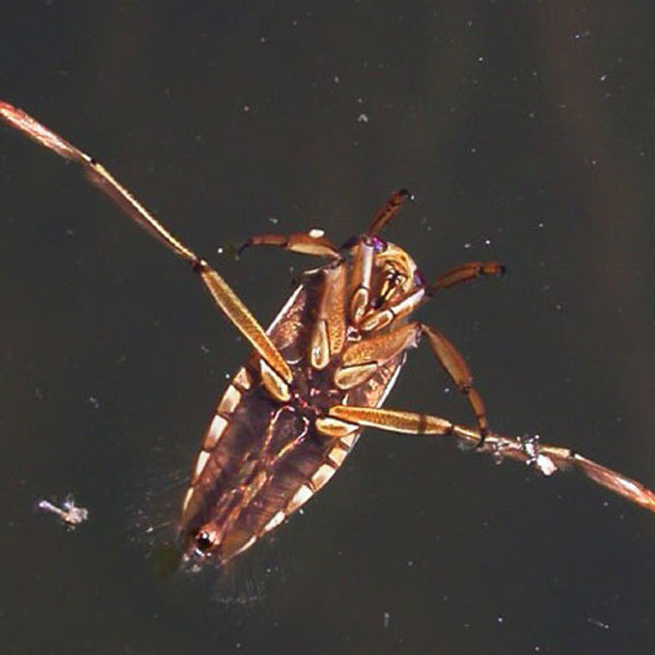 Bệnh do Bọ gạo (Chùm chụp)